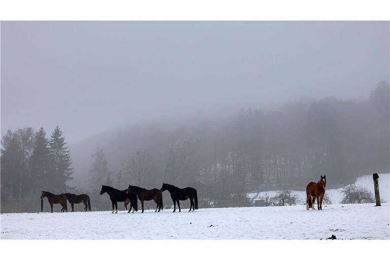Pferde am 1. Februar bei Münsingen auf der Schwäbischen Alb.