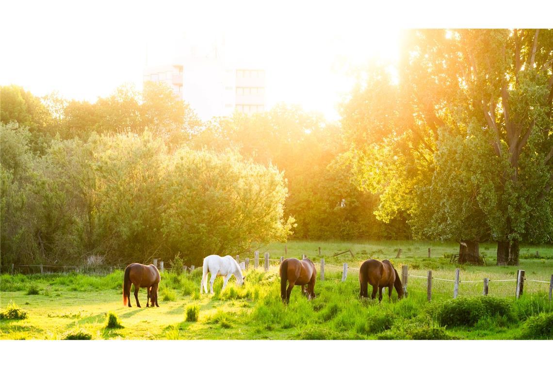 Pferde grasen am frühen Morgen in der Region Hannover im Licht der aufgehenden Sonne.