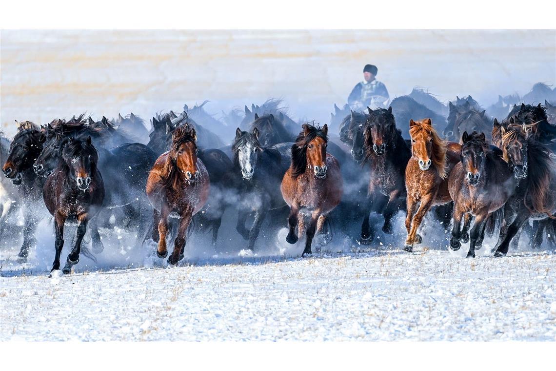 Bilder des Tages Pferde lauf über eine schneebedeckte Weide in der Mongolei