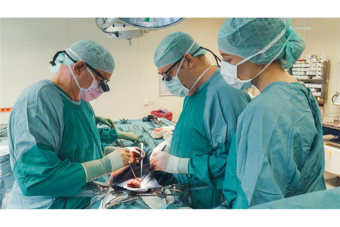 Schweine als Organspender - "eine große Hoffnung" Philipp Felgendreff (mitte) transplantiert wie hier häufig menschliche Nieren, hat aber Hoffnung, dass er künftig auch Schweinenieren in Menschen einsetzt.