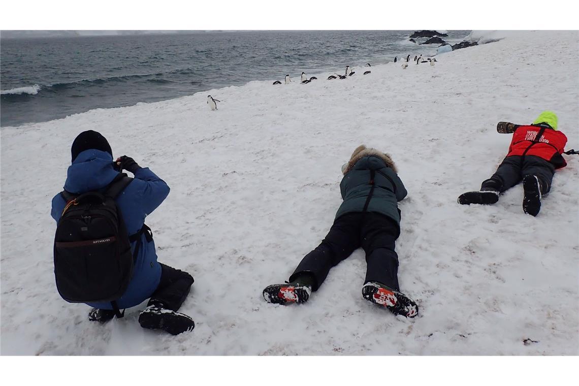 Influencer im ewigen Eis: Wird die Antarktis zum Massenziel? Pinguine so hautnah vor die Linse zu bekommen, reizt die meisten Touristen.