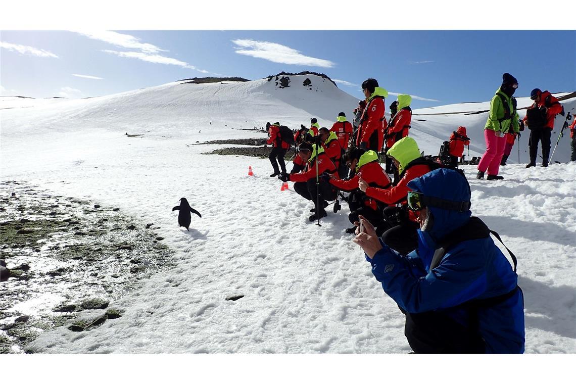 Influencer im ewigen Eis: Wird die Antarktis zum Massenziel? Pinguine zu beobachten, ist ein Highlight der meisten Landgänge.
