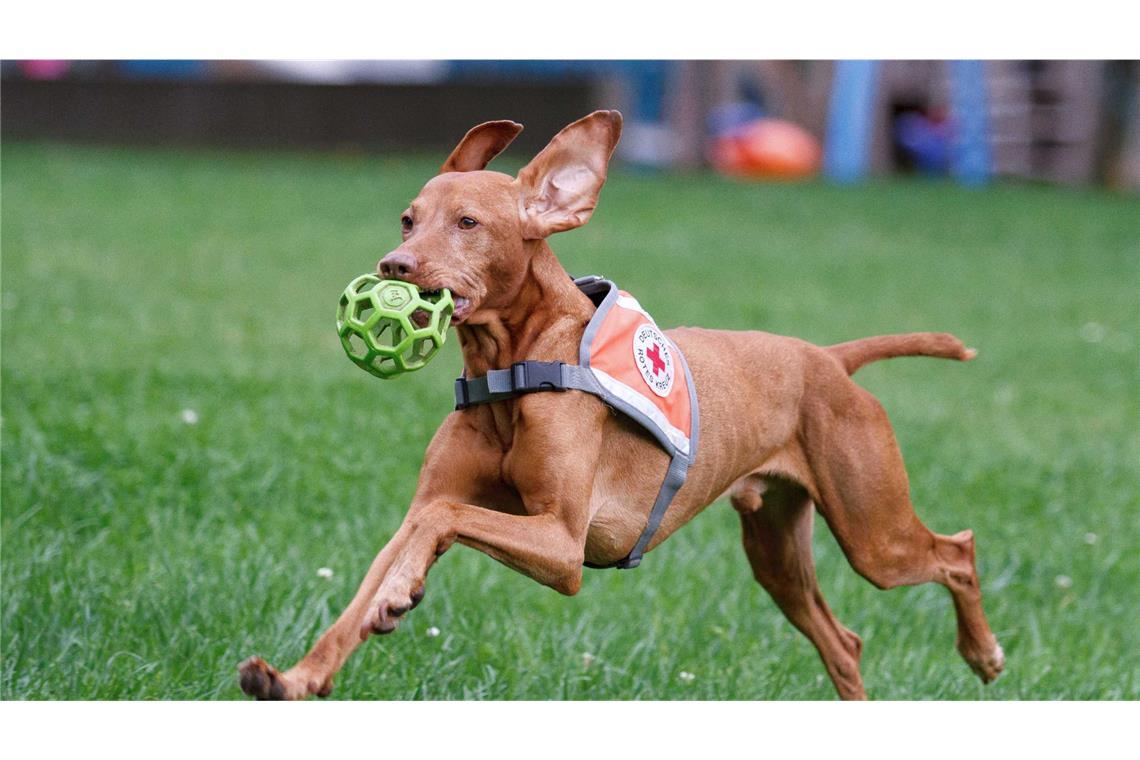 Pino, Suchhund der Rettungshundestaffel des Deutschen Roten Kreuzes in Biberach (Archivbild).