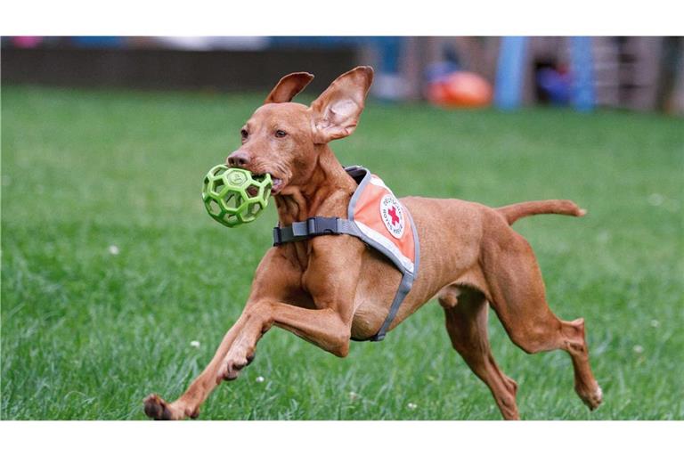 Pino, Suchhund der Rettungshundestaffel des Deutschen Roten Kreuzes in Biberach (Archivbild).