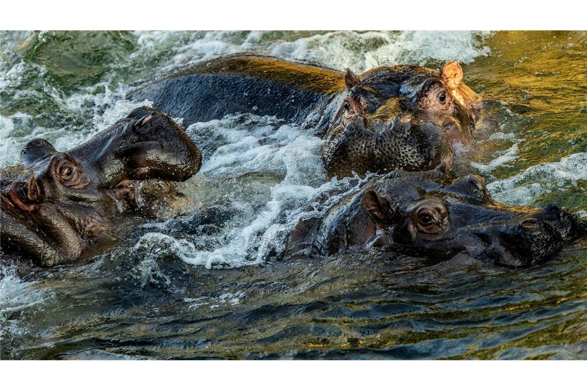 Bilder des Tages Planschende Giganten: Flusspferde erobern Hippo Bay im Berliner Zoo