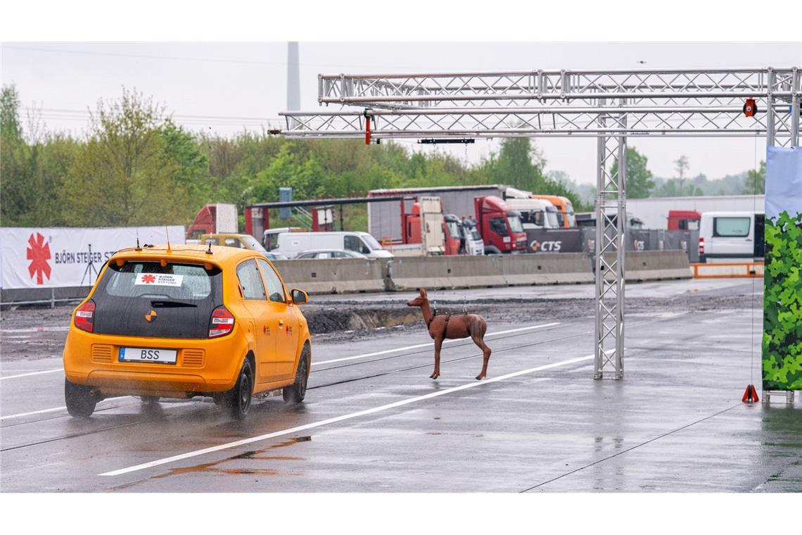 Studie zu Wildunfällen: Ausweichen macht es schlimmer Plötzlich taucht das Reh vor einem Auto auf. Es kommt bei diesem Crashtest mit Tempo 80 zum Zusammenstoß und der Fahrer weicht nach links aus.