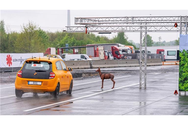 Plötzlich taucht das Reh vor einem Auto auf. Es kommt bei diesem Crashtest mit Tempo 80 zum Zusammenstoß und der Fahrer weicht nach links aus.