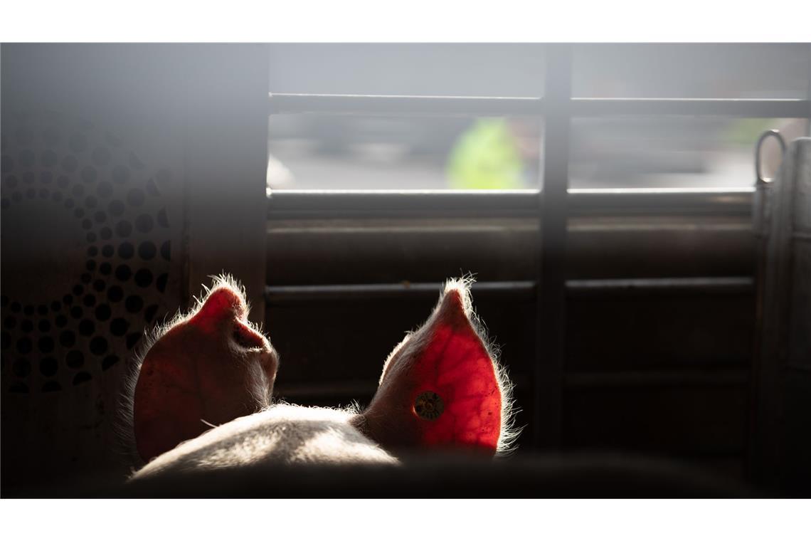 Polizei stellt zahlreiche Verstöße bei Tiertransporten fest Polizei und Veterinäramt haben bei der Kontrolle von Tiertransportern etliche Verstöße festgestellt. (Symbolbild)
