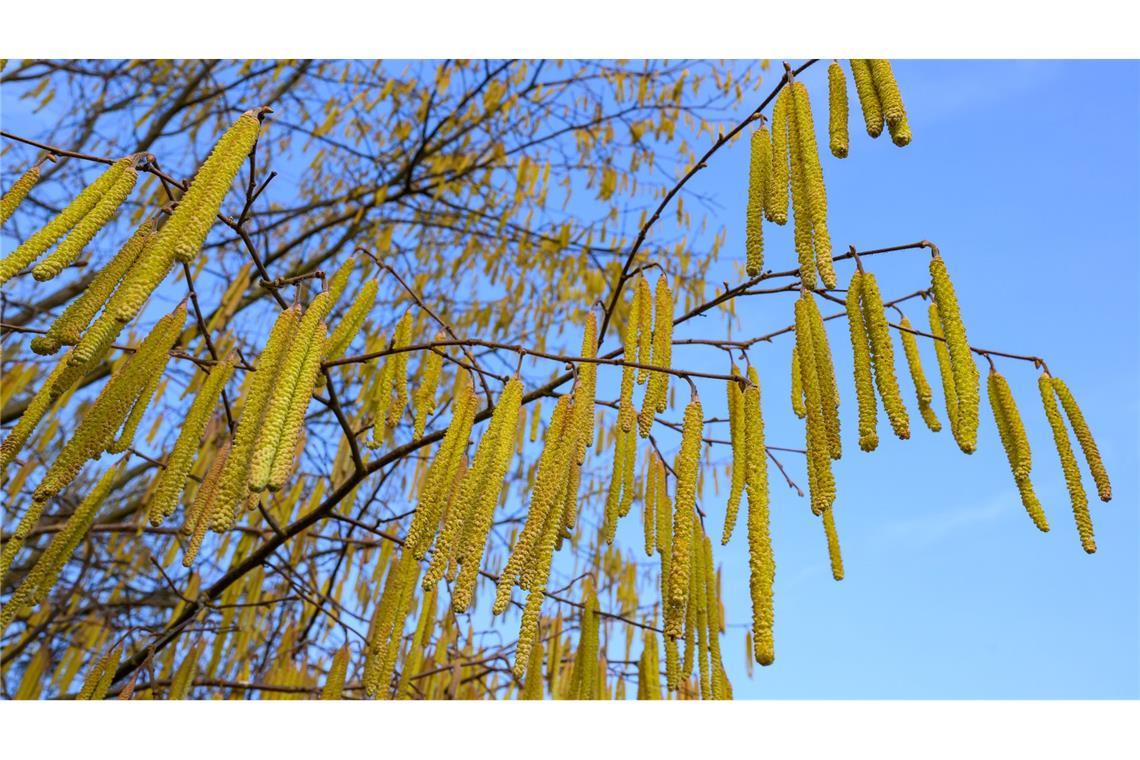 Pollen sind die häufigsten Auslöser allergischer Atemwegserkrankungen.