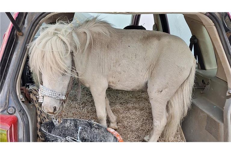 Pony im pinken Pkw – Polizei stoppt Autofahrerin