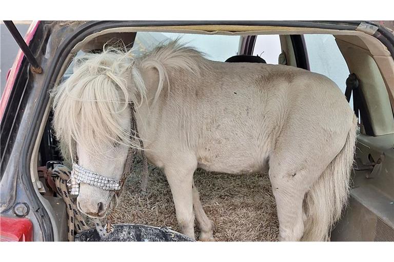 Pony im pinken Pkw – Polizei stoppt Autofahrerin