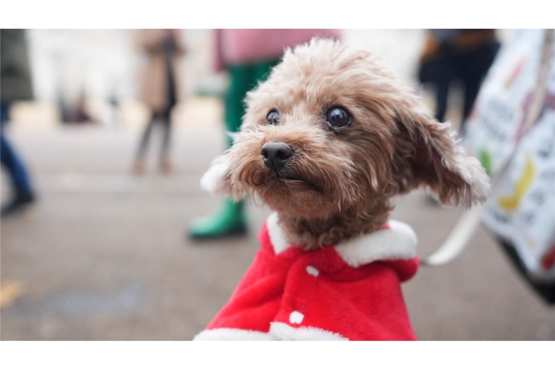 Vier Pfoten im Weihnachtspulli - Hundeparade in London Poppy trug ein Weihnachtsmäntelchen.