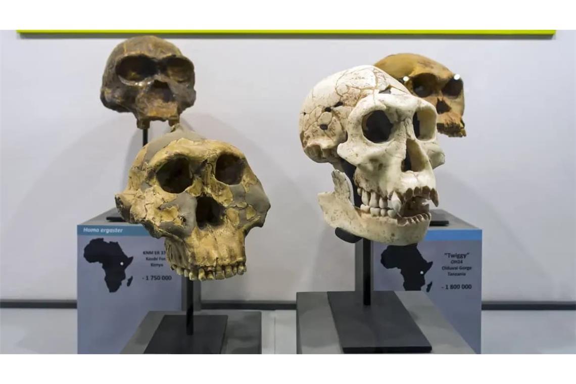 Prähistorische Homininae-Schädel: Paranthropus boisei (li. hinten), Homo erectus (re. hinten), Homo habilis (li. vorne) and Homo ergaster.