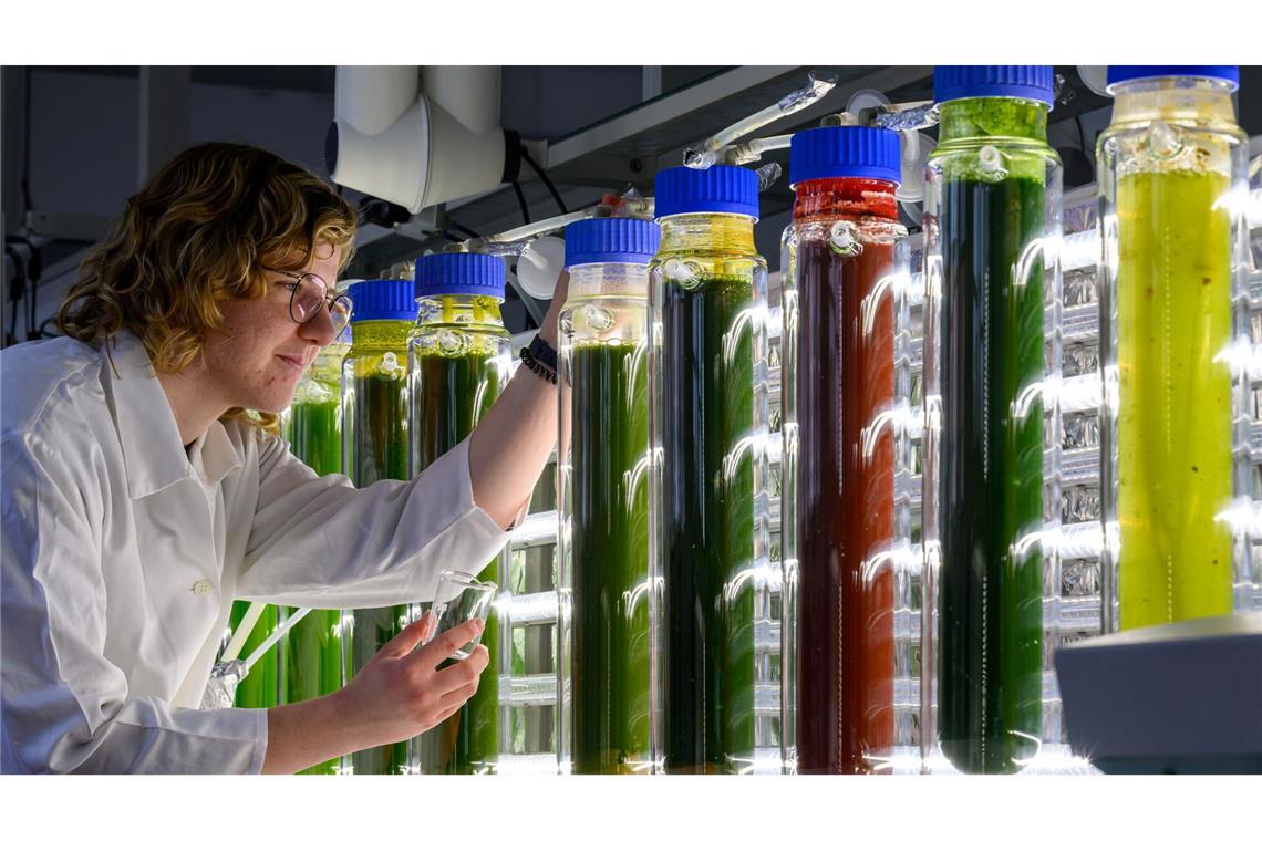 Bilder des Tages Projekt „AlgaeHub“: Labor für Algenkultivierung der Hochschule Anhalt.