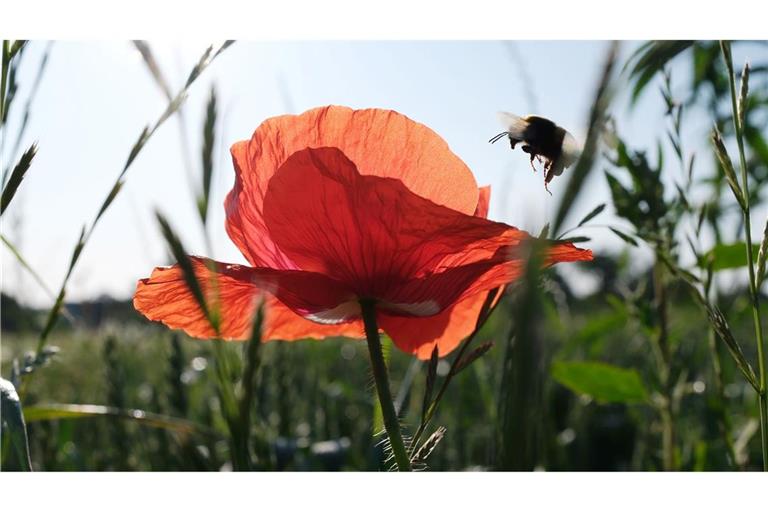 Pünktlich zum kalendarischen Sommeranfang an diesem Samstag steht Deutschland ein heißes Wochenende bevor.
