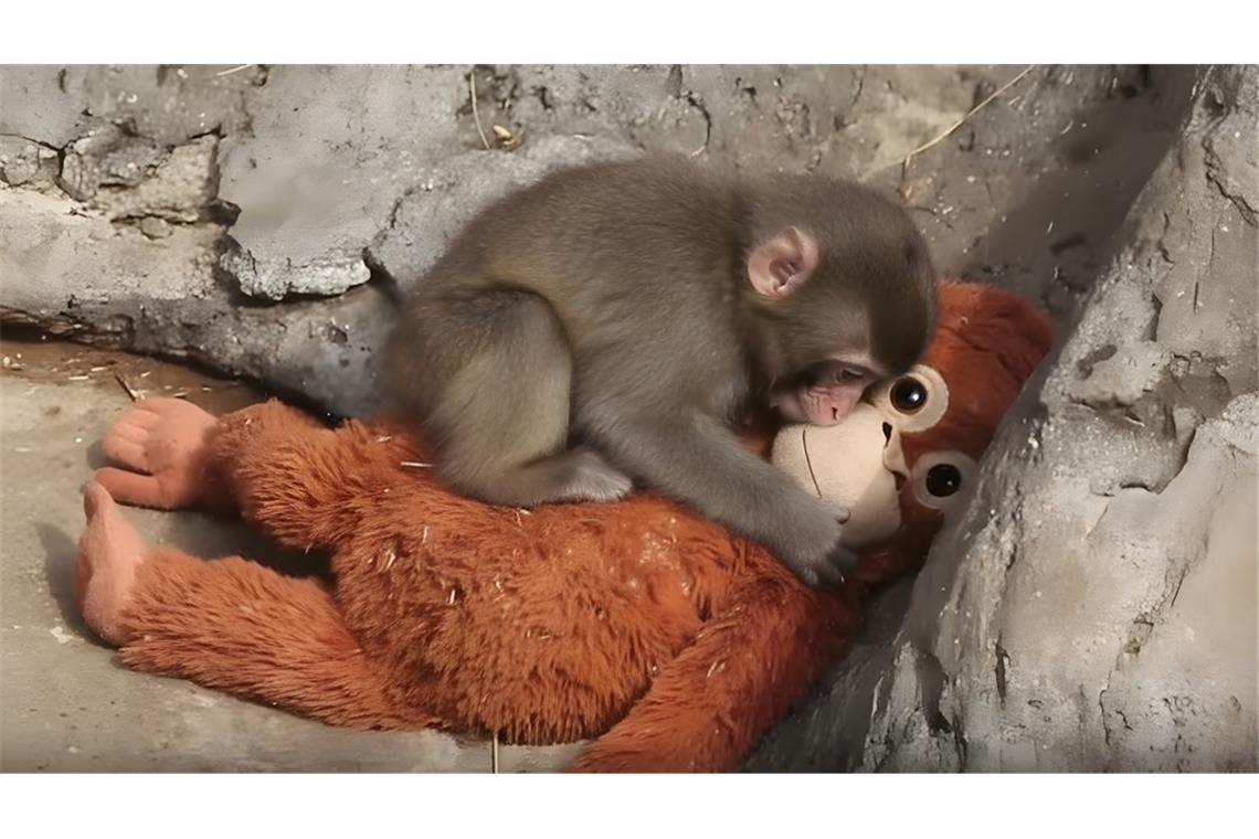 Punch hatte einen schweren Start ins Leben. Wie geht es ihm heute?