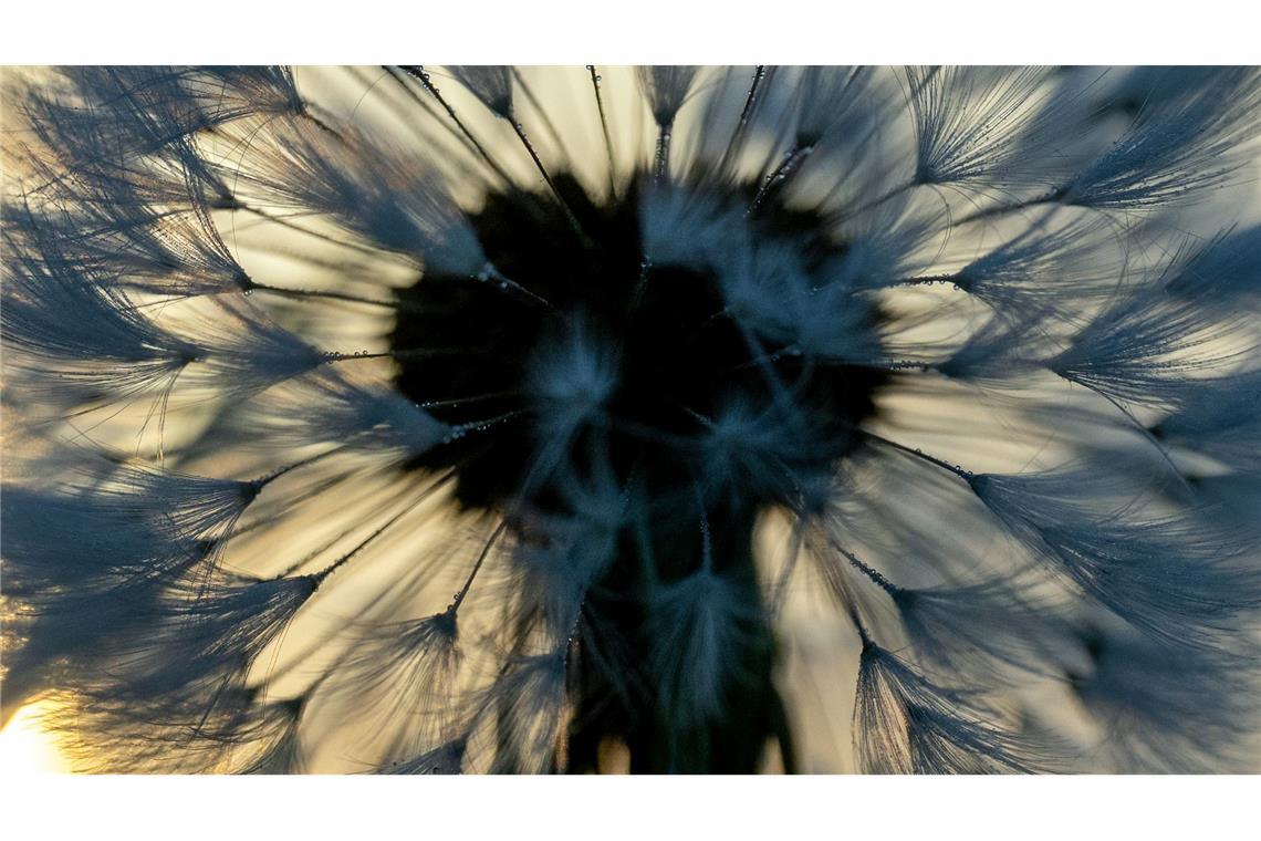 Bilder des Tages