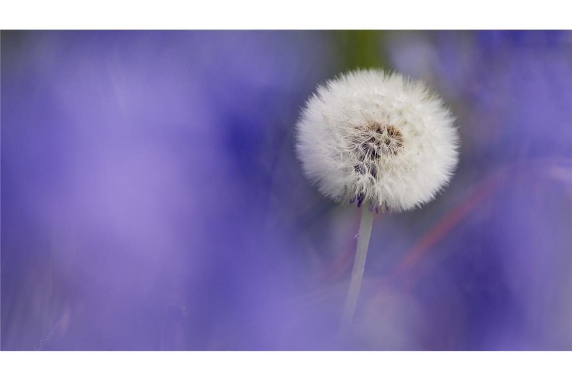 Pusteblume zwischen blauen Hasenglöckchen