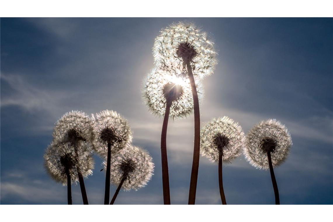 Bilder des Tages Pusteblumen