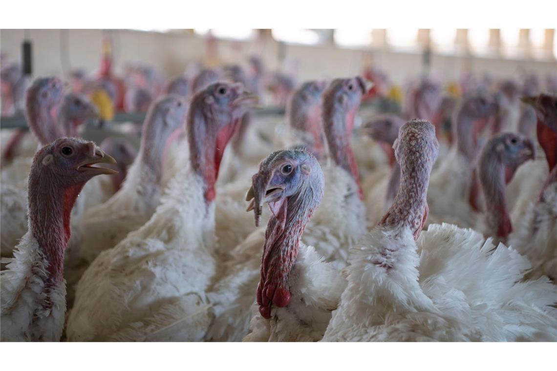 Puten im Stall eines Mastbetriebs (Symbolbild).
