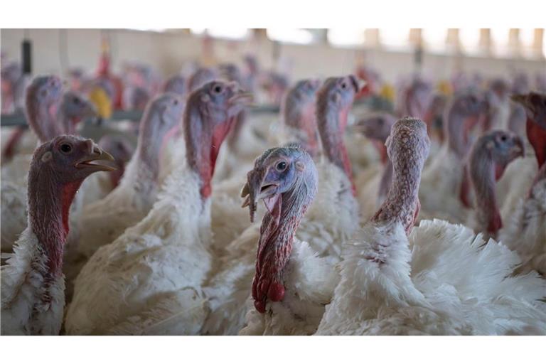 Puten im Stall eines Mastbetriebs (Symbolbild).