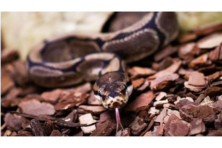 Pythons sind ungiftig, verfügen aber über ein kräftiges Gebiss mit zahlreichen spitzen Zähnen, das sie zum Festhalten und Verschlucken der Beute brauchen.