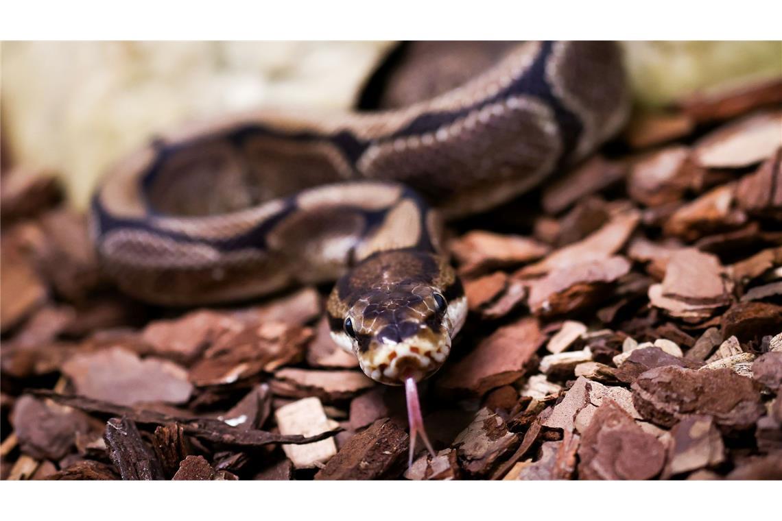 "Ohne Vorwarnung": Imam in Indonesien überlebt Pythonattacke Pythons würgen ihre Opfer, können aber auch zubeißen. (Symbolbild)