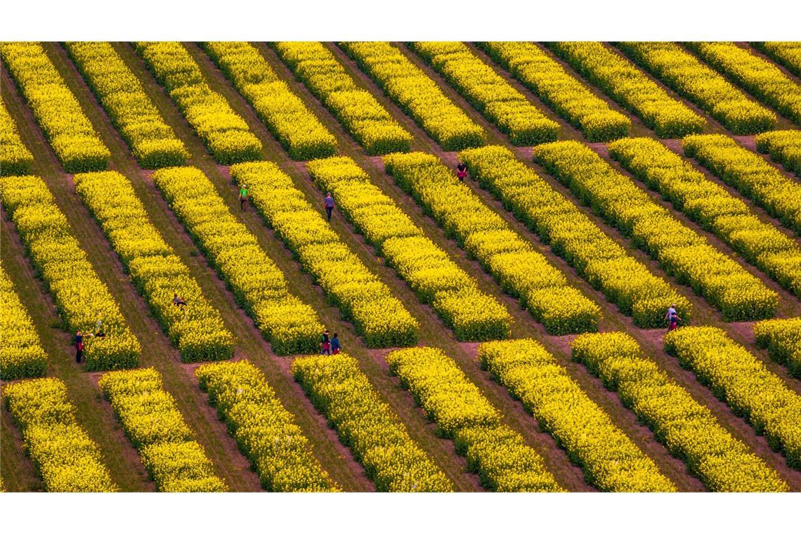 Bilder des Tages Rapsblüte in voller Pracht