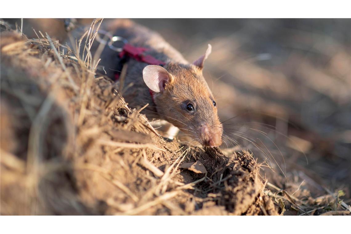 Minensuch-Ratte Ronin bricht in Kambodscha alle Rekorde Ratten sind hervorragende Schnüffler.