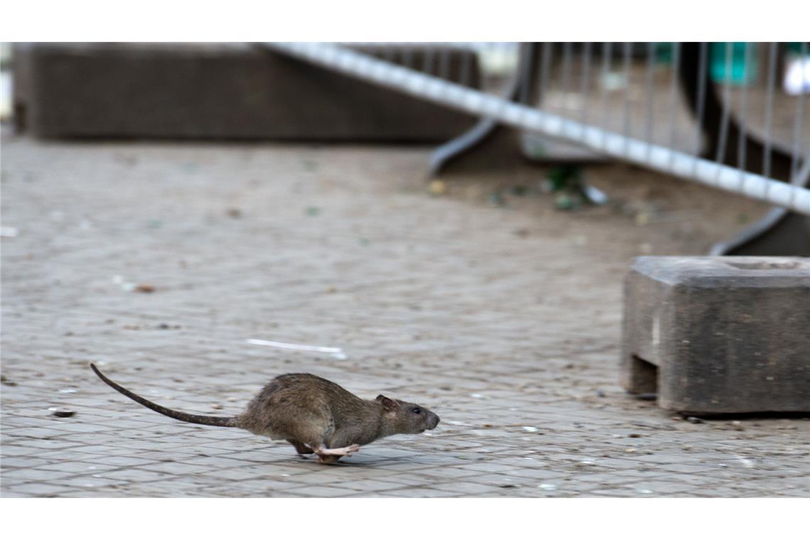 Rattenplage in Berlin.