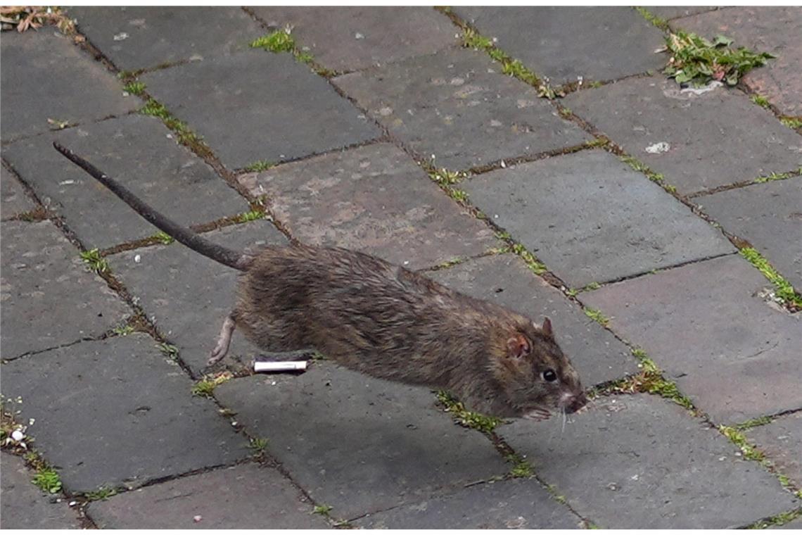 Rattenplage in der Stadt. Foto: dpa-Bildfunk