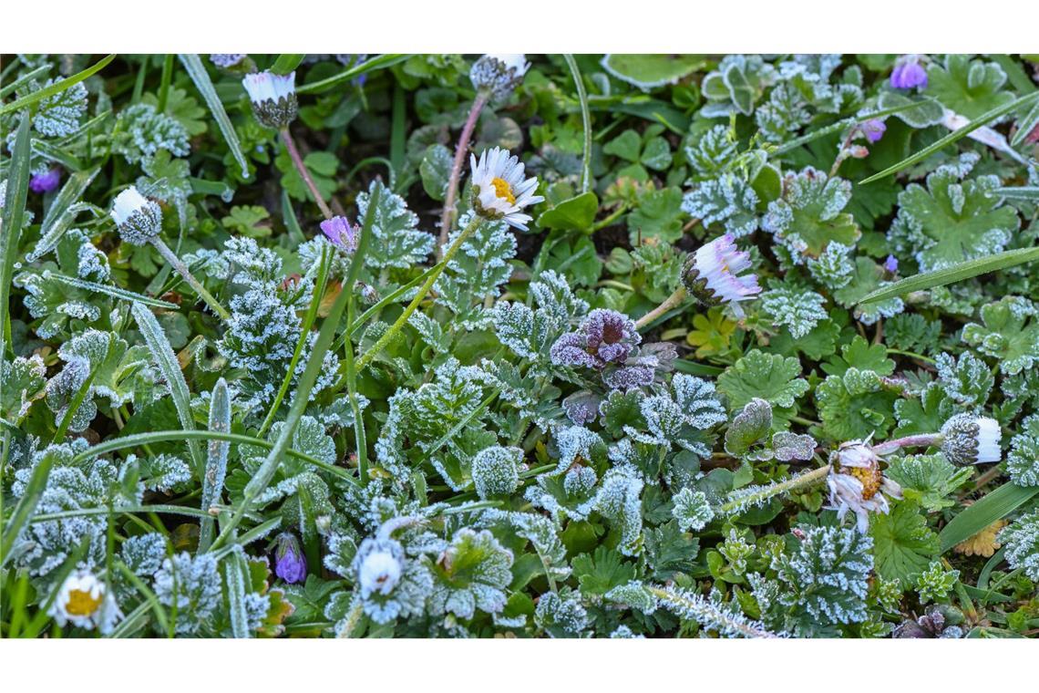Die Kälte kommt - Expertin rät zum Frostschutz im Garten Raureif bedeckt Pflanzen auf einer Wiese in einem Garten.