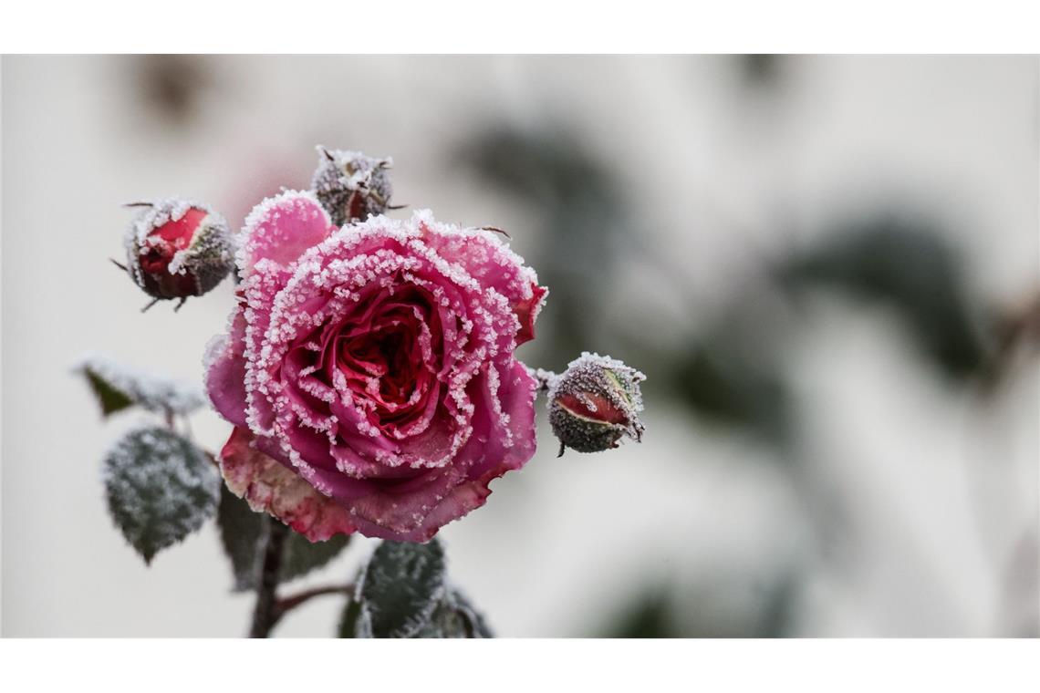 Raureif-Zauber: Rosen leuchten im kalten Morgen