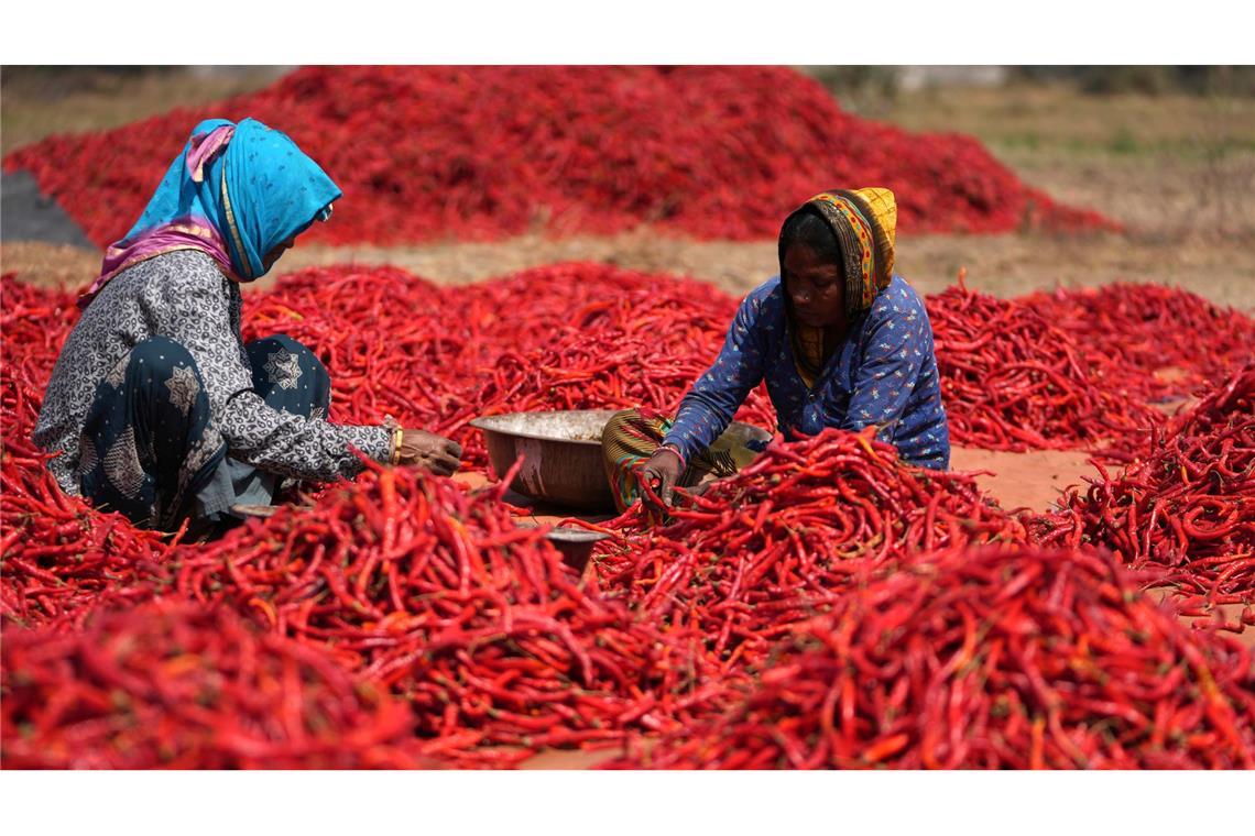 Bilder des Tages Red Hot Chili Peppers: Frauen entfernen bei der Ernte die Stiele von roten Chilis im Dorf Shertha in Indien.