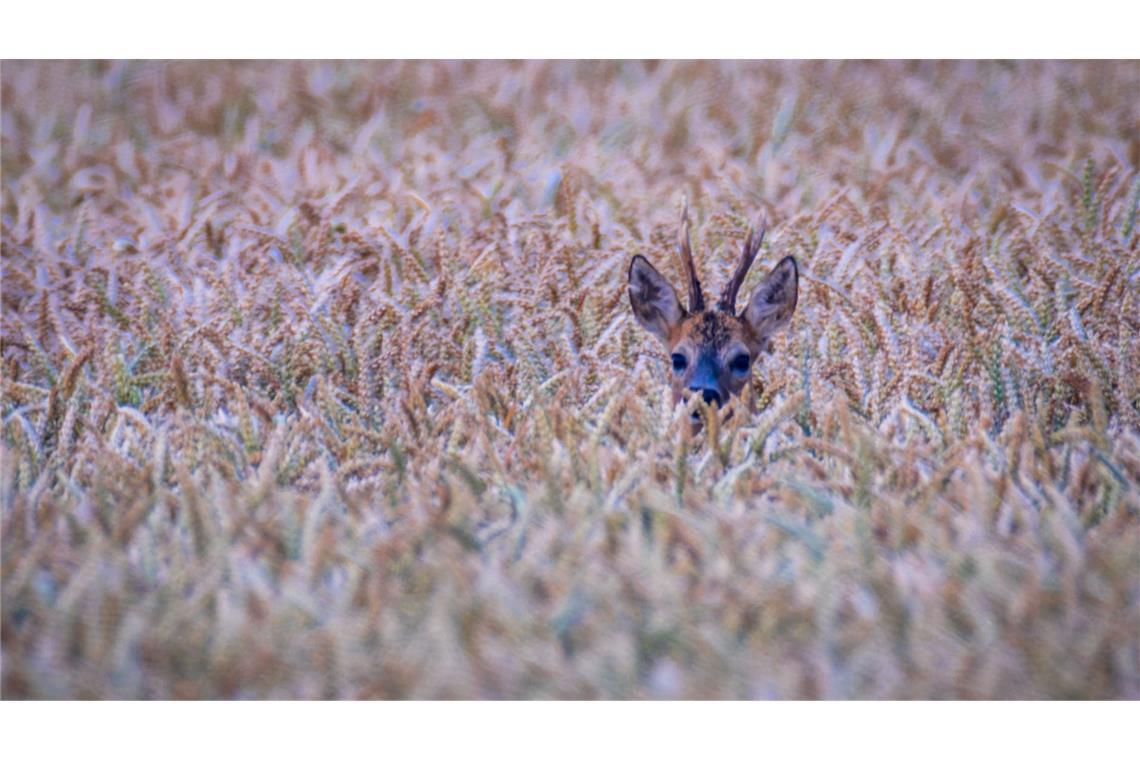 Bilder des Tages Rehbock im Weizenfeld