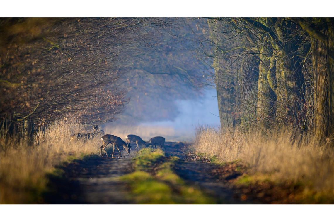 Rehe sind morgens im Oderbruch unterwegs.