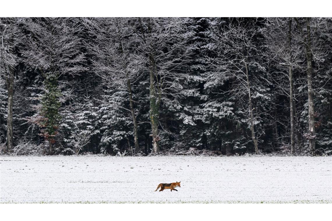 Reineke im Schnee: Ein Fuchs läuft über ein verschneites Feld in der Schweiz.