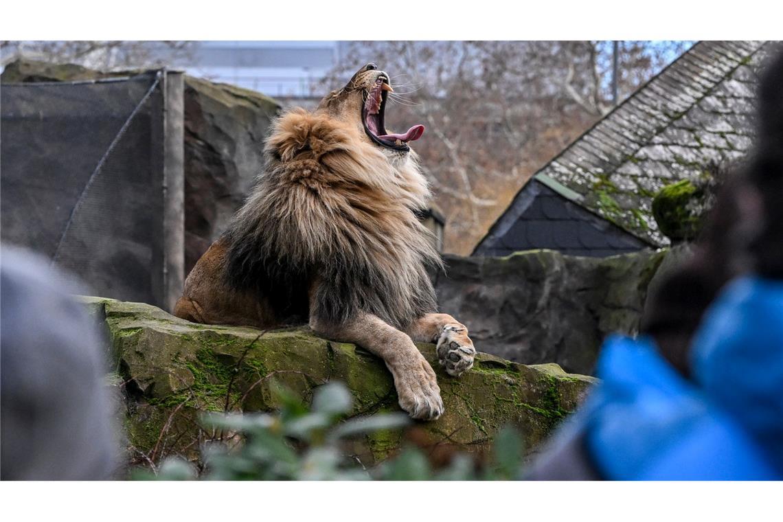 Bilder des Tages Reißt gern das Maul auf.