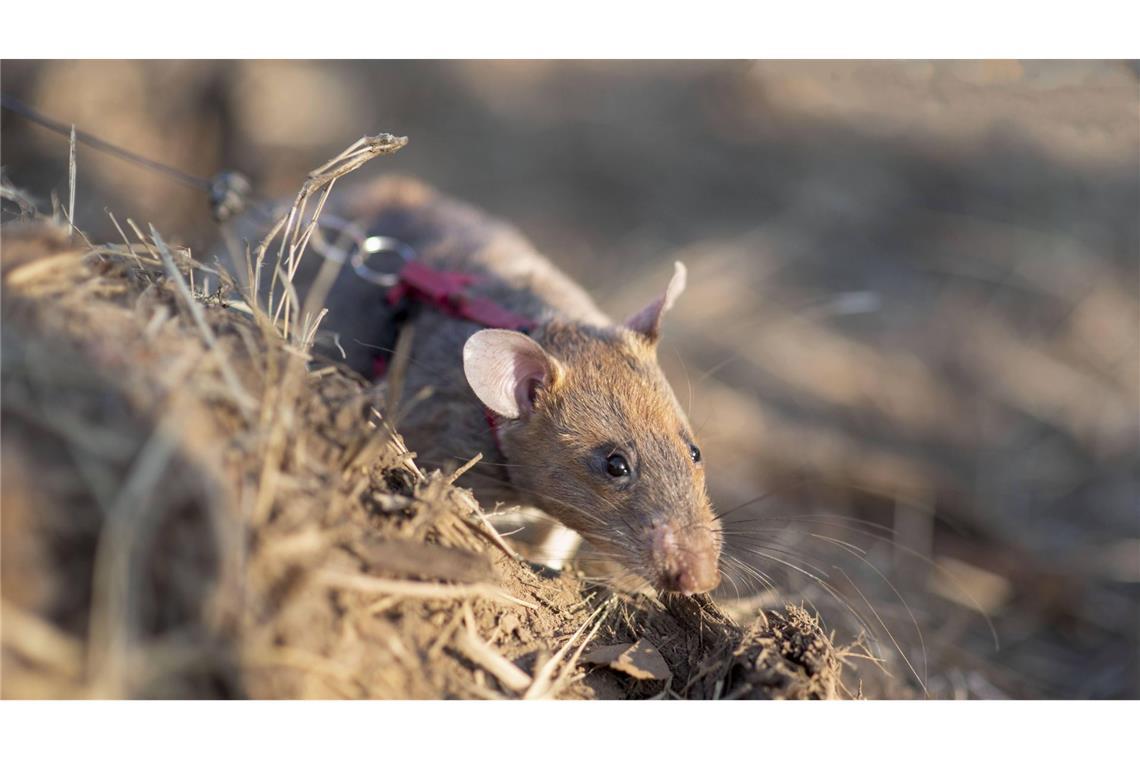 Ratte erzielt Weltrekord im Erschnüffeln von Landminen Rekord-Ratte Ronin