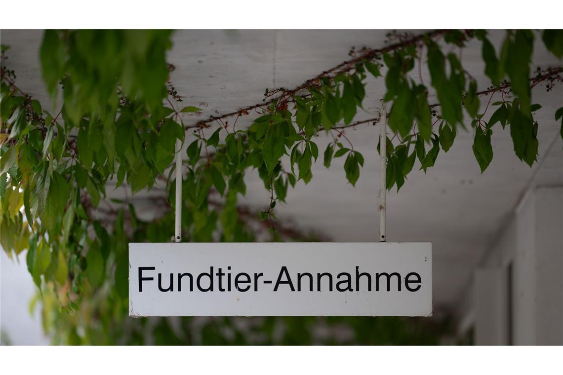 Rettung für ausgesetzte Katzen: die "Fundtier-Annahme" im Tierheim Berlin. (Archivbild)