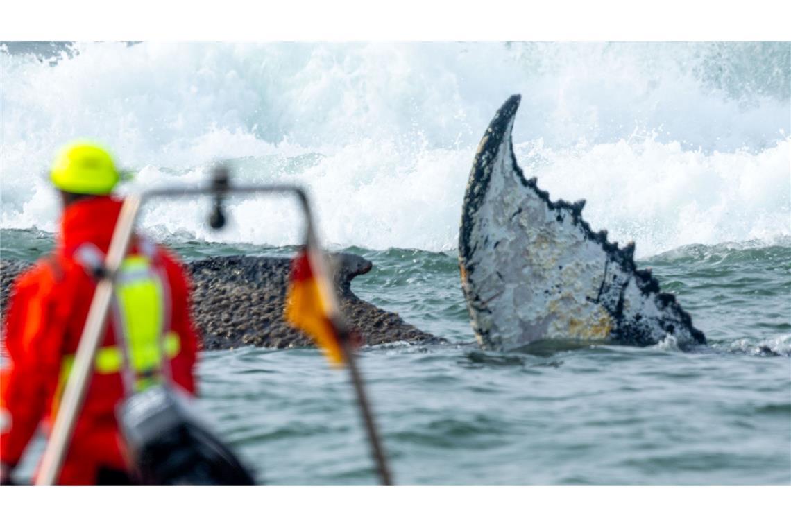 Rettungskräfte beobachten vom Strand aus einen Wal, der am Timmendorfer Strand gestrandet ist. Die Polizei hat das Gelände abgesperrt, um das Tier nicht zu beunruhigen. Die Rettung läuft seit den Morgenstunden.