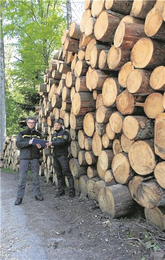 Revierförster Dieter Seitz und Tobias Horwath vom Kreisforstamt (von links) ziehen eine ernüchternde Bilanz. Forstleute und Privatwaldbesitzer kommen mit dem Einschlag kaum hinterher.