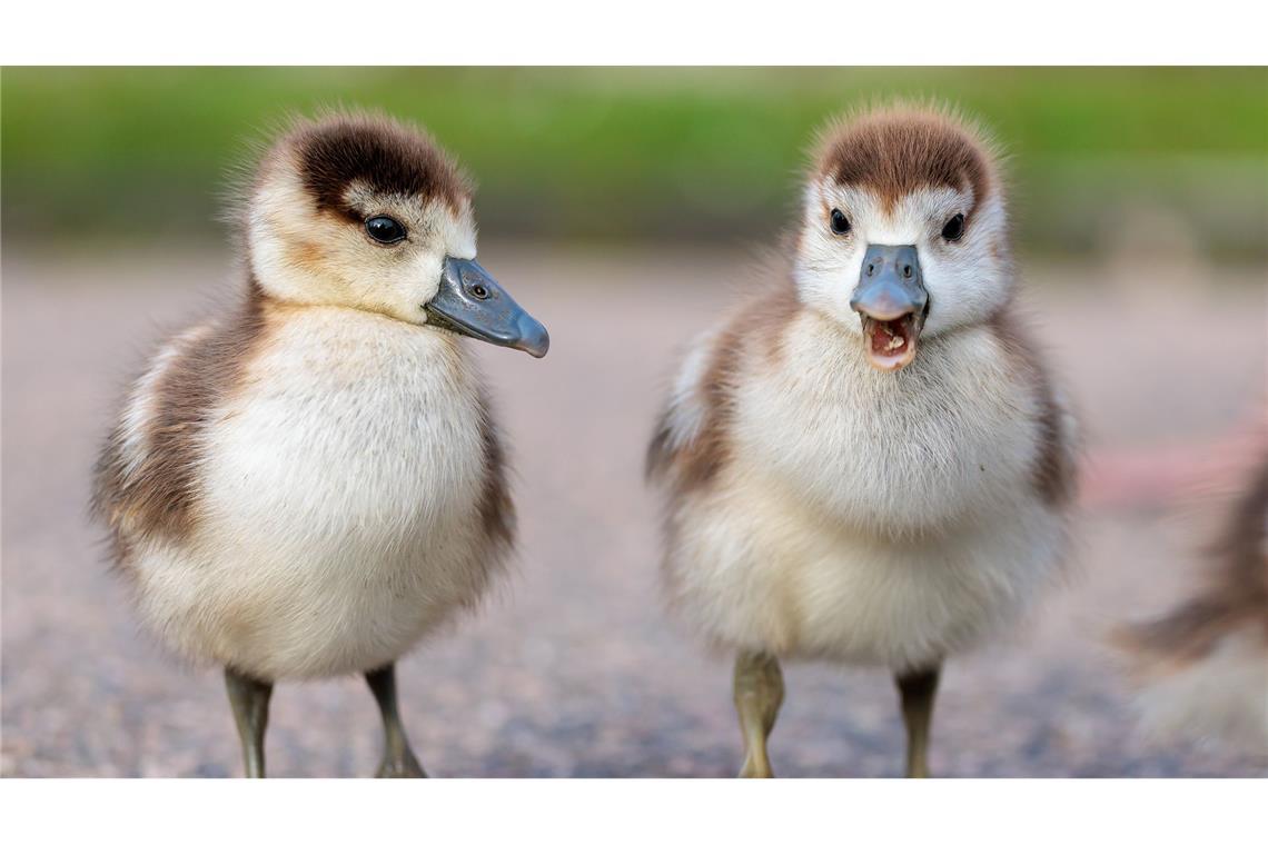 Bilder des Tages Richtung Frühling - zwei kleine Nilgans-Küken auf dem Weg