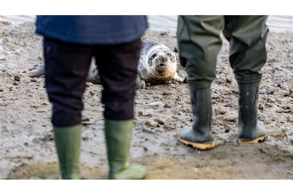 Die Robben sind los - erste Heuler der Saison ausgewildert Richtung Wasser wollten sich die vier Kegelrobben nur langsam bewegen.