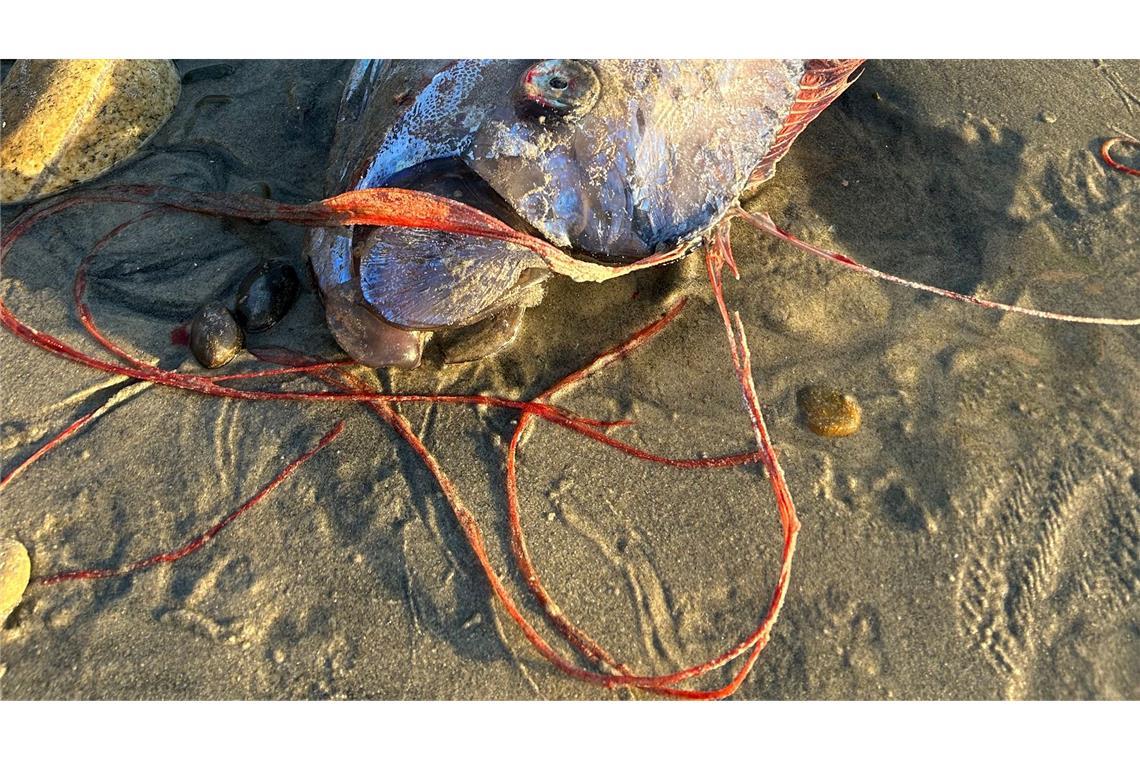 Von wegen Weltuntergang - Forschende begeistert über Fische Riemenfische fallen durch ihre Länge und durch hellrote Flossen auf.