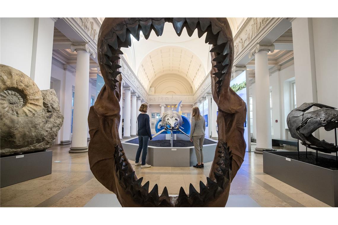 Doch kein Moppelchen: Urzeit-Hai war überraschend schlank Riesig war der Megalodon mit gut 24 Metern Länge wahrscheinlich durchaus. (Archivbild)