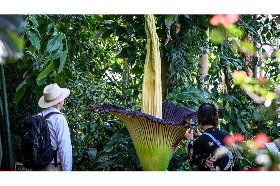 Bilder des Tages Riesige Titanenwurz blüht im Botanischen Garten in Berlin