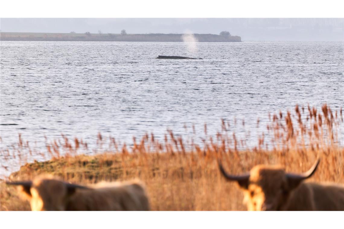 Rinder stehen auf einer Weide am Ufer, während im Hintergrund der Buckelwal am Vormittag noch immer auf einer Sandbank vor der Insel Poel liegt.