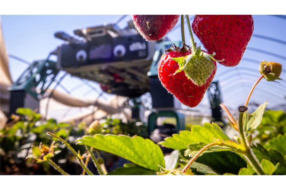 Erdbeerpflücken mit KI: Ernteroboter soll Betriebe entlasten Roboter SHIVAA im Erdbeer-Einsatz.