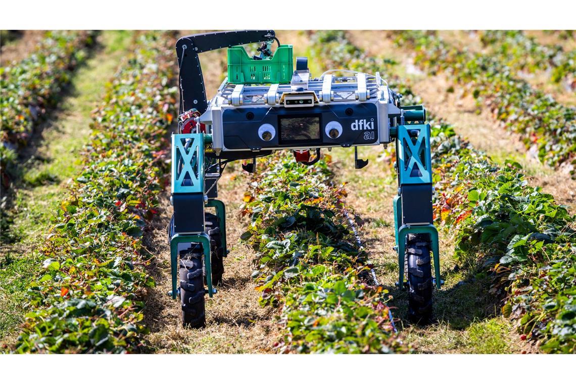 Erdbeerpflücken mit KI: Ernteroboter soll Betriebe entlasten Roboter SHIVAA sucht nach reifen Früchten.